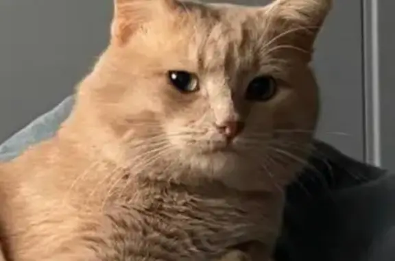 Пропала кошка, ул. Ленина, 43А, Коломна