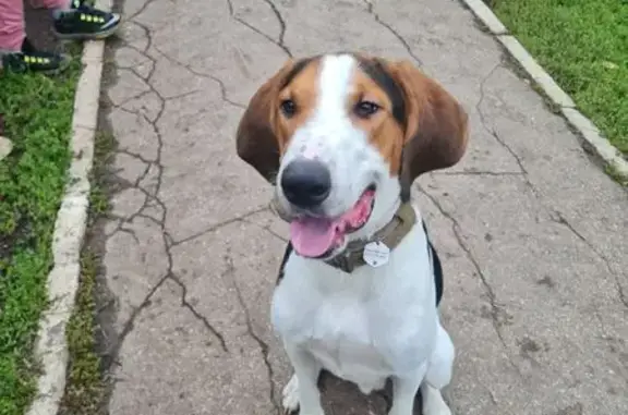 Пропала собака на Новой улице, Дмитриевка