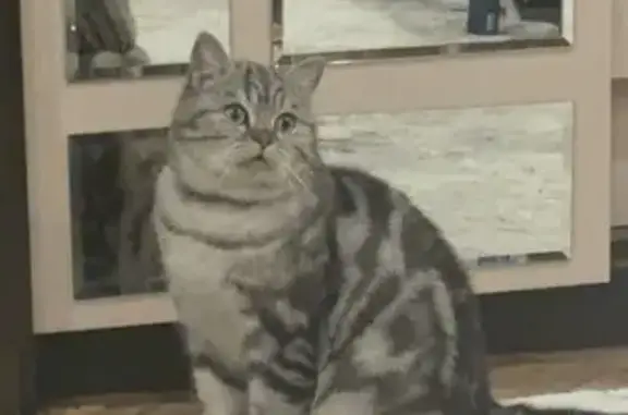 Пропал кот Симба, Венёвское шоссе, Крюково