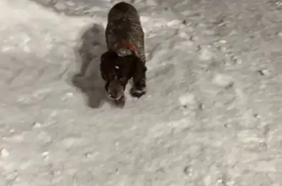 Найдена собака, Нижний Новгород, фото: Собака найдена: Октябрьская ул., Н. Новгород