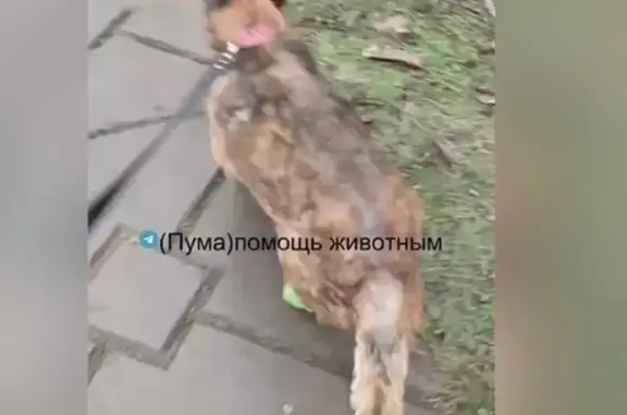 Пропала собака, ул. Щорса 45И, Белгород