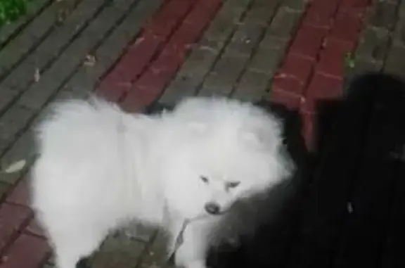 Пропала собака, Истра, МО