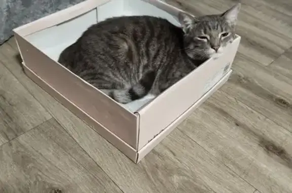 Пропала кошка, ул. Серова 35, Муром