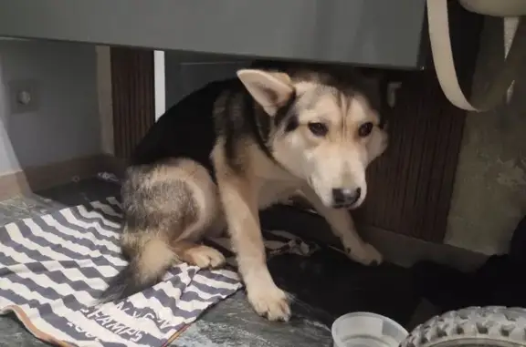 Найдена собака, Засечное, фото: Найдена собака, Прибрежный бул., Засечное