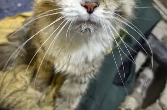 Найдена кошка, Рязань, фото: Найдена кошка, промзона «Урал», с1, Рязань