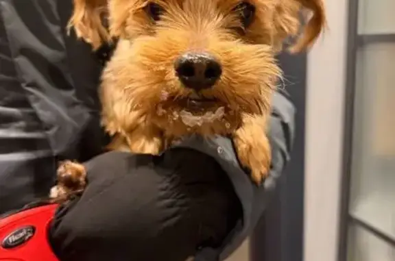 Найдена собака, Омск, фото: Собака найдена, ул. Ватутина, 29, Омск