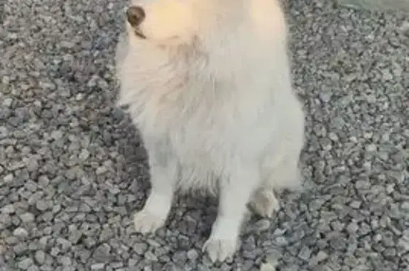 Пропала самоедская собака, Уфа, Перевалочная 3