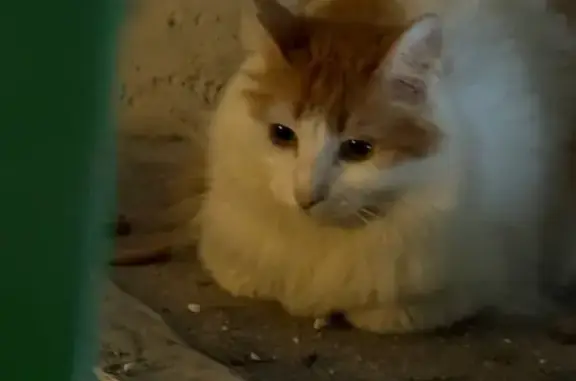 Найдена кошка, Нижний Новгород, фото: Найдена кошка, Геройская ул., Н. Новгород