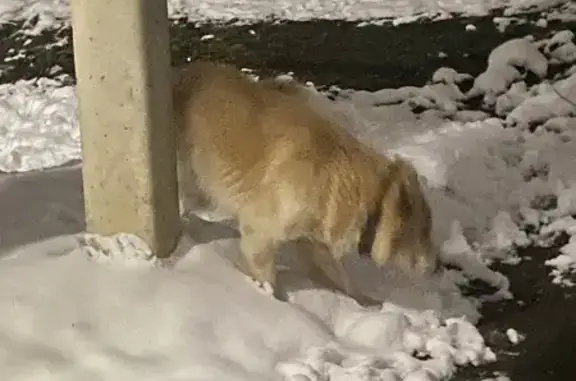 Найдена собака, Ярославль, фото: Собака найдена: Старое Костромское шоссе