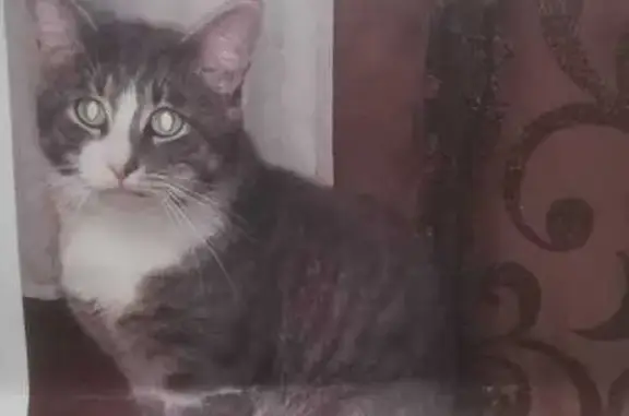 Пропала кошка, Литейная 9, Калуга