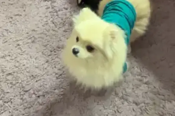 Пропала собака на Школьной, 74, Калинин