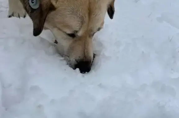 Найдена собака, Тула, фото: Собака найдена в Рогожинском парке, Тула