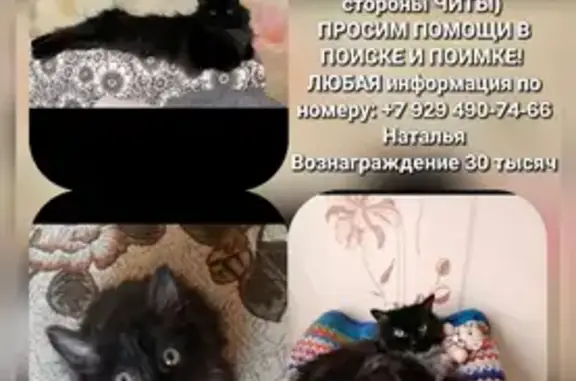 Пропала кошка у кафе «Тибет», 30 км до Улан-Удэ