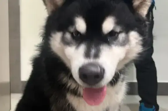 Найдена собака, Ижевск, фото: Найдена собака, ул. Льва Толстого 3, Ижевск