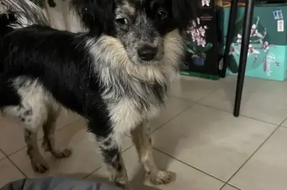 Найдена собака, Липецк, фото: Собака найдена: Липецк, Сырская 100