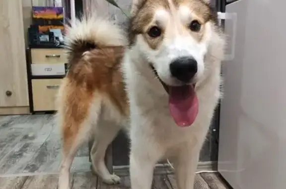 Найдена собака, Лежневское, фото: Собака найдена: Лежнево-Савино-Воскресенское