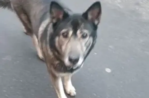 Найдена собака, Санкт-Петербург, фото: Собака найдена на Зины Портновой, 32