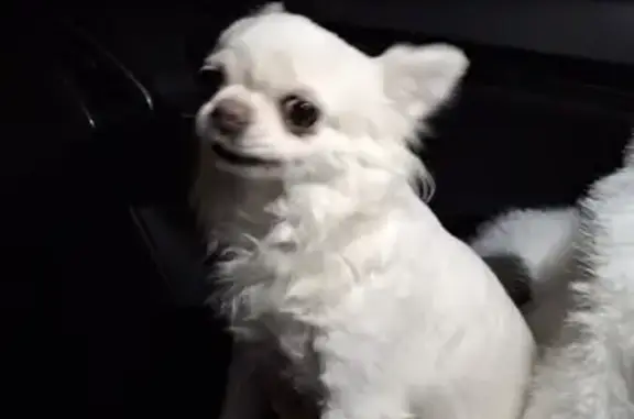 Найдена собака, Тюмень, фото: Найдена собака, Жигулёвская 1, Тюмень