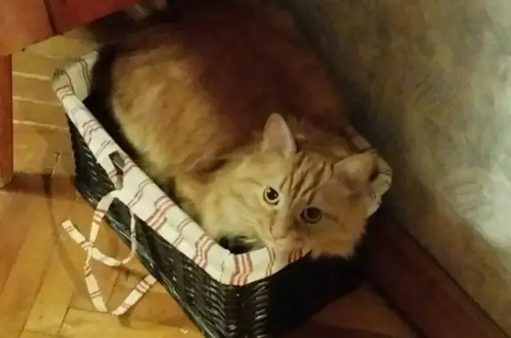 Пропала кошка, Профсоюзная 105, Москва