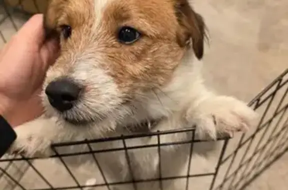 Найдена собака, Старково, фото: Найдена собака на Колхозной, 59, Старково