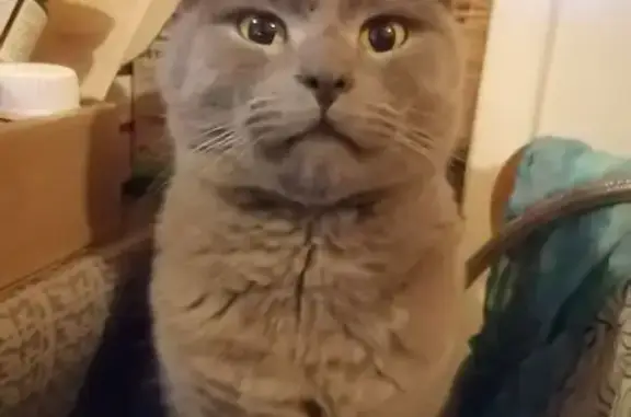 Пропала серая кошка, Ленина, Электрогорск