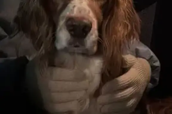 Спаниель найден: пр. Октября, 93, Уфа