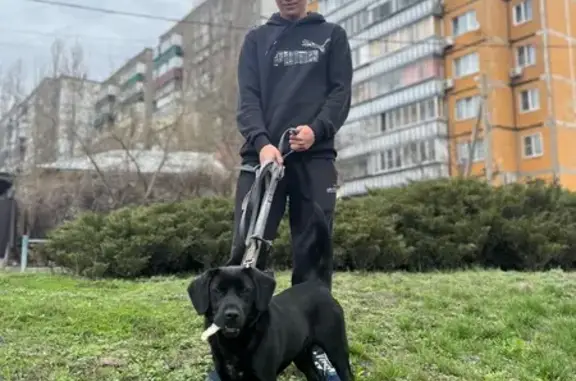 Пропала собака в г. Липецк, Липецкая обл.