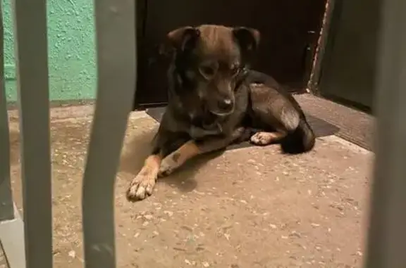 Найдена собака, Нижний Новгород, фото: Собака найдена: ул. Заломова, Нижний Новгород