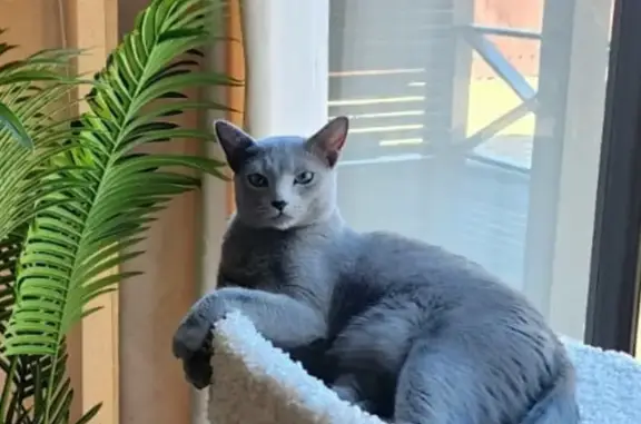 Пропала русская голубая, Успенское