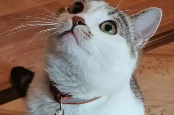 Пропала кошка, Краснофлотская 24, Птз