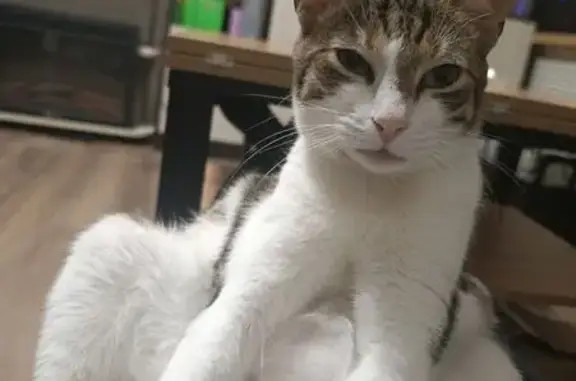 Пропал кот, Берёзовая ул. 19, Калининград