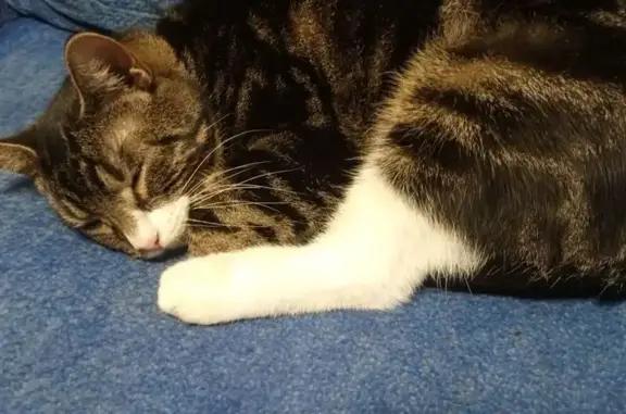 Пропала кошка, Железнодорожная 50, Пушкин