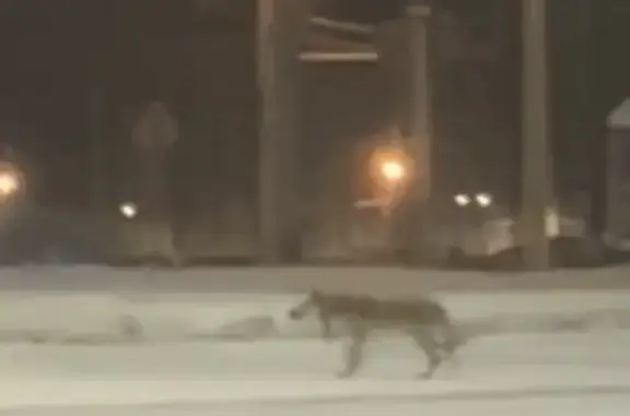 Найдена собака, Чебоксары, фото: Акита-ину найдена на пр. Тракторостроителей