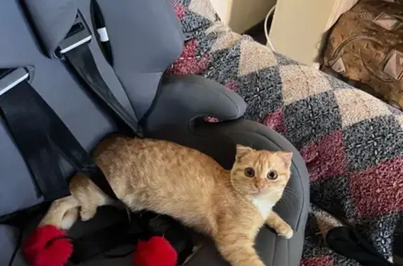 Пропала кошка, ул. Красных Зорь, 76