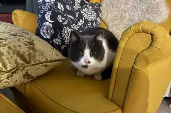 Пропала кошка, Шопино, Белгородская обл.