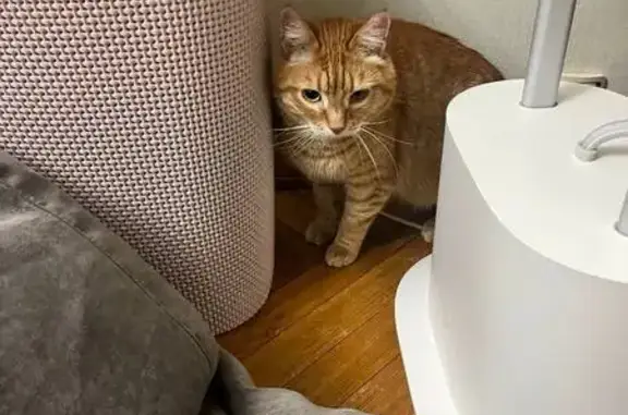 Найдена кошка, Москва, фото: Кошка найдена: 3-й Крутицкий пер., 15, Москва