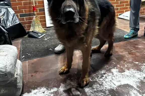 Найдена собака, Вешки, фото: Найдена овчарка, Вёшки, Центр. ул, 24