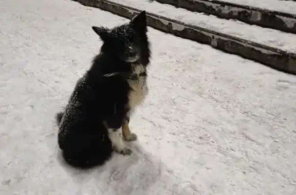 Найдена собака, Ижевск, фото: Собака найдена: ул. Гагарина, 1 к1, Ижевск