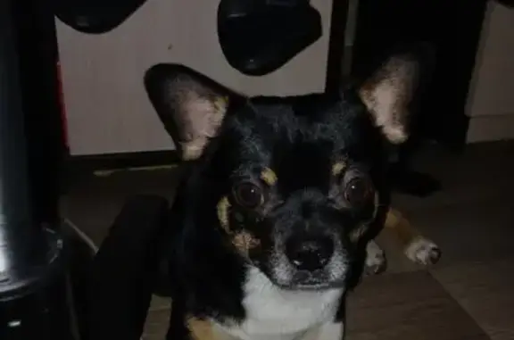 Потерянные животные Ханты-Мансийск, фото: Пропала собака, ул. Есенина 17, Х-Мансийск