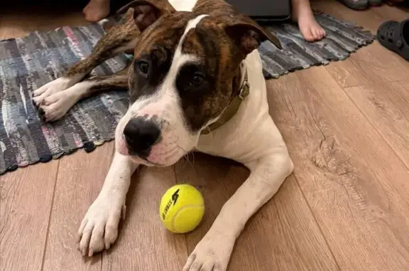 Найдена собака, Москва, фото: Найдена собака на Вишнёвой улице, Москва