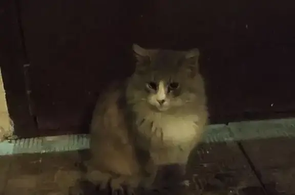 Найдена кошка, Москва, фото: Кот найден у дома на Красный Казанец, 13