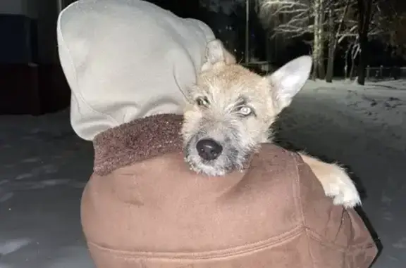 Найдена собака, Новочебоксарск, фото: Щенок с разными глазами, Энергетиков 9