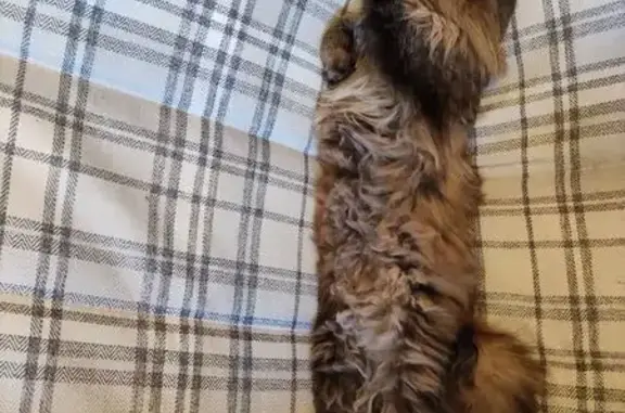 Пропал кот, ул. Куликова 23/10, Сергиев Посад