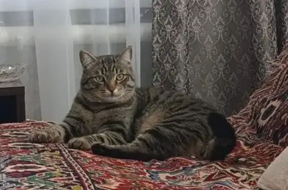 Пропала кошка, Уфимская ул. 9, Новосиб.