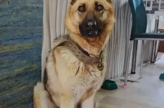 Собаки потеряшки, Черногорск, фото: Потеряшка собака, ул. 20 лет Хакасии, 25