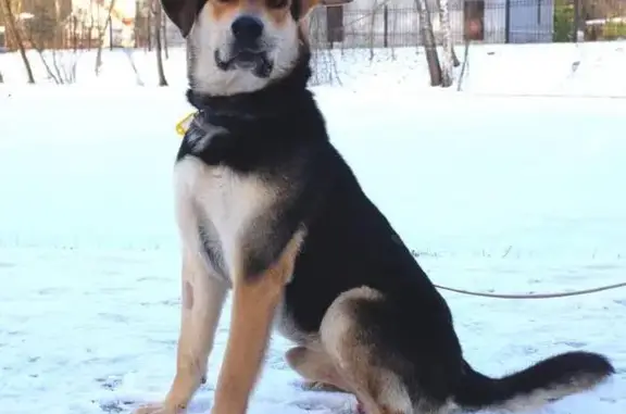 Пропала собака, Большая Почтовая, 26с1