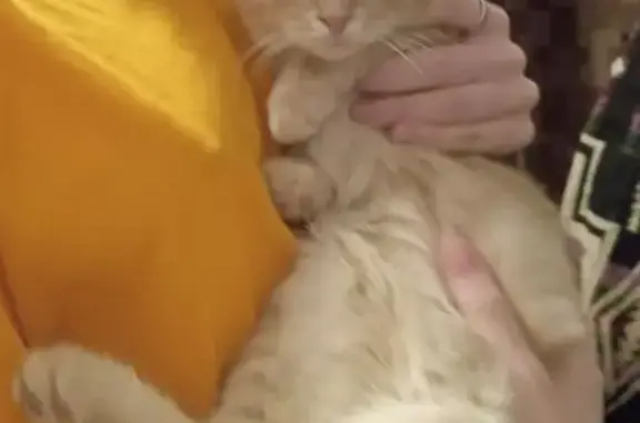 Найдена кошка, Оренбург, фото: Кошка найдена: Братская ул, 3, Оренбург