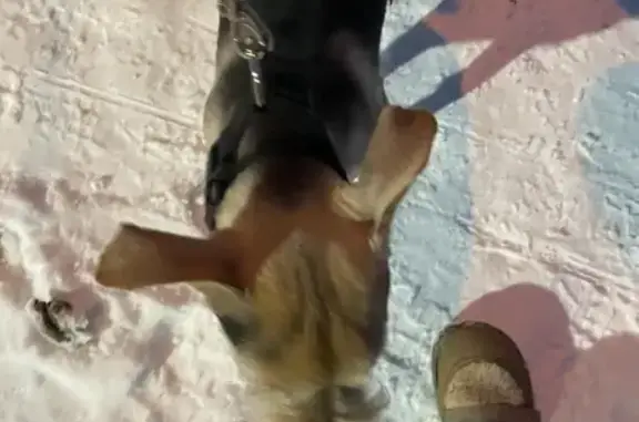 Найдена собака, Красноярск, фото: Найдена собака, ул. Воронова, Красноярск