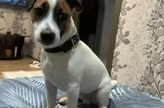 Пропала собака, ул. Заслонова, Поречье