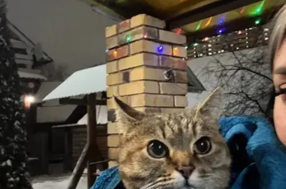 Найдена кошка, Ижевск, фото: Кошка найдена: Районная ул., 38А, Ижевск